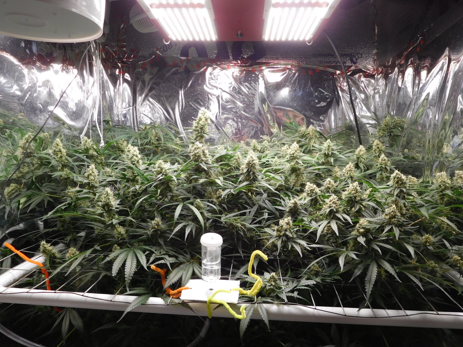 FDOG Day 44 Flower (1).JPG