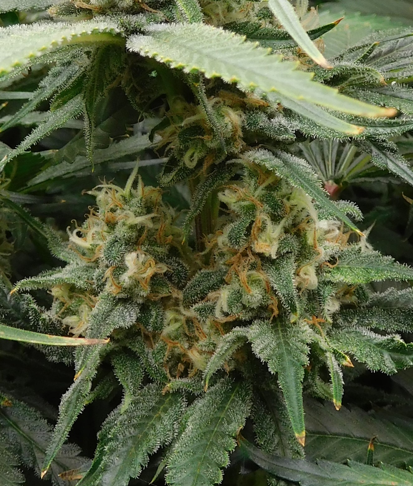 FDOG Day 46 Flower (4)3.jpg