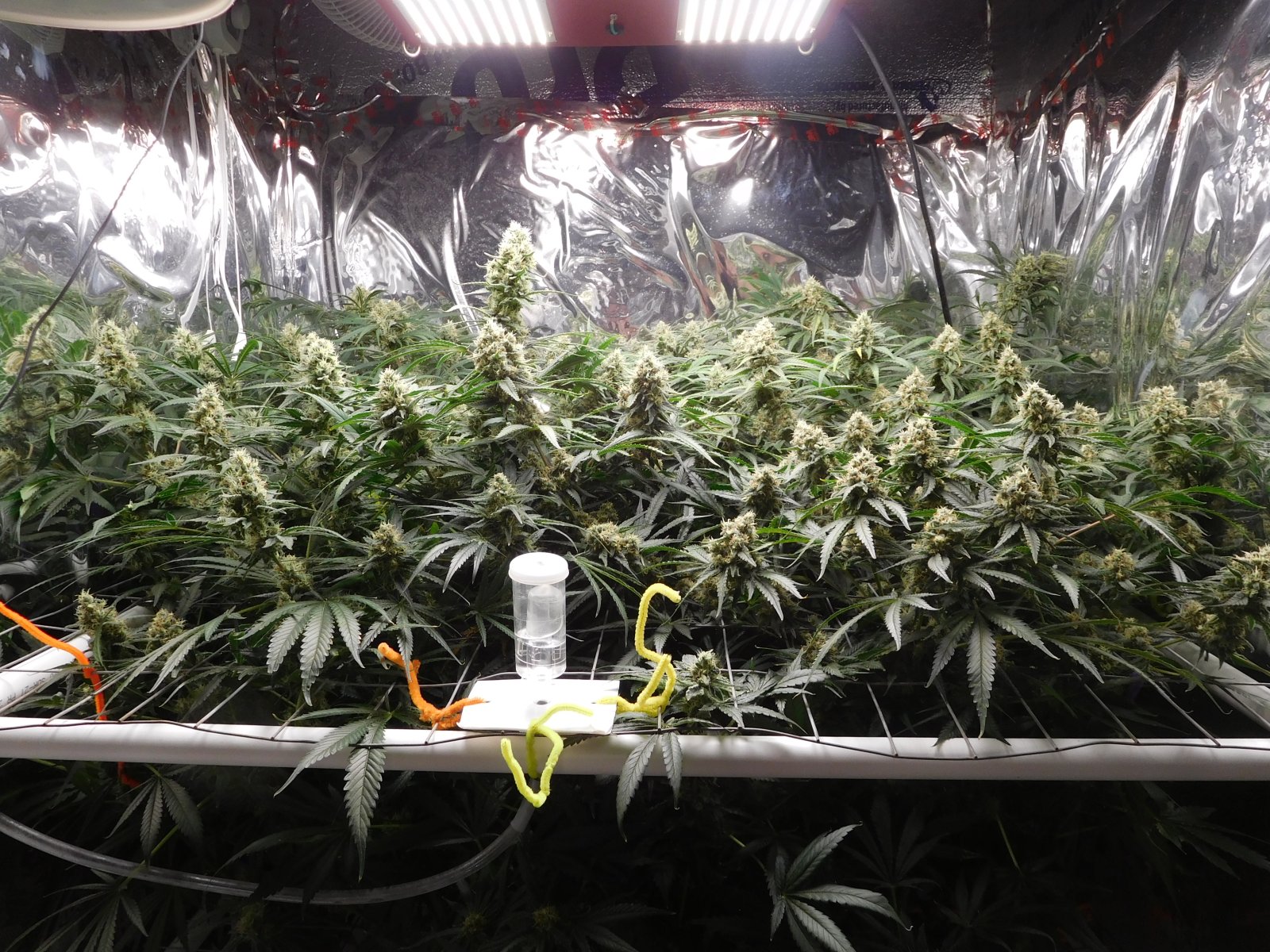 FDOG Day 47 Flower (1).JPG