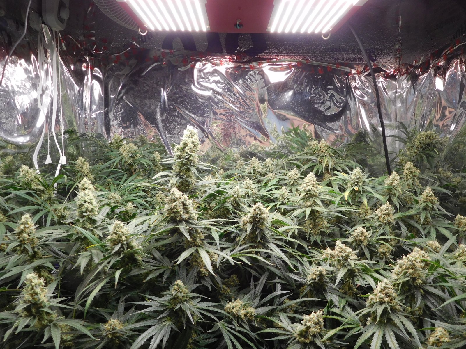 FDOG Day 49 Flower (9).JPG