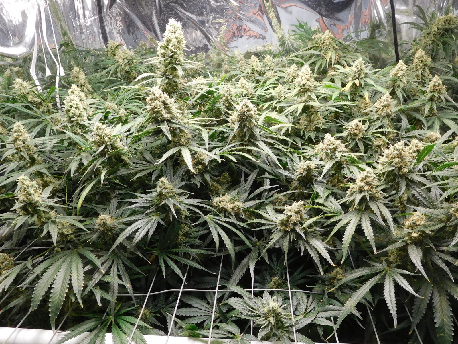 FDOG Day 50 Flower (2).JPG