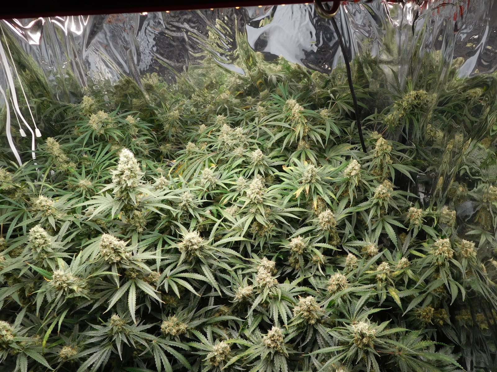 FDOG Day 50 Flower (3).JPG