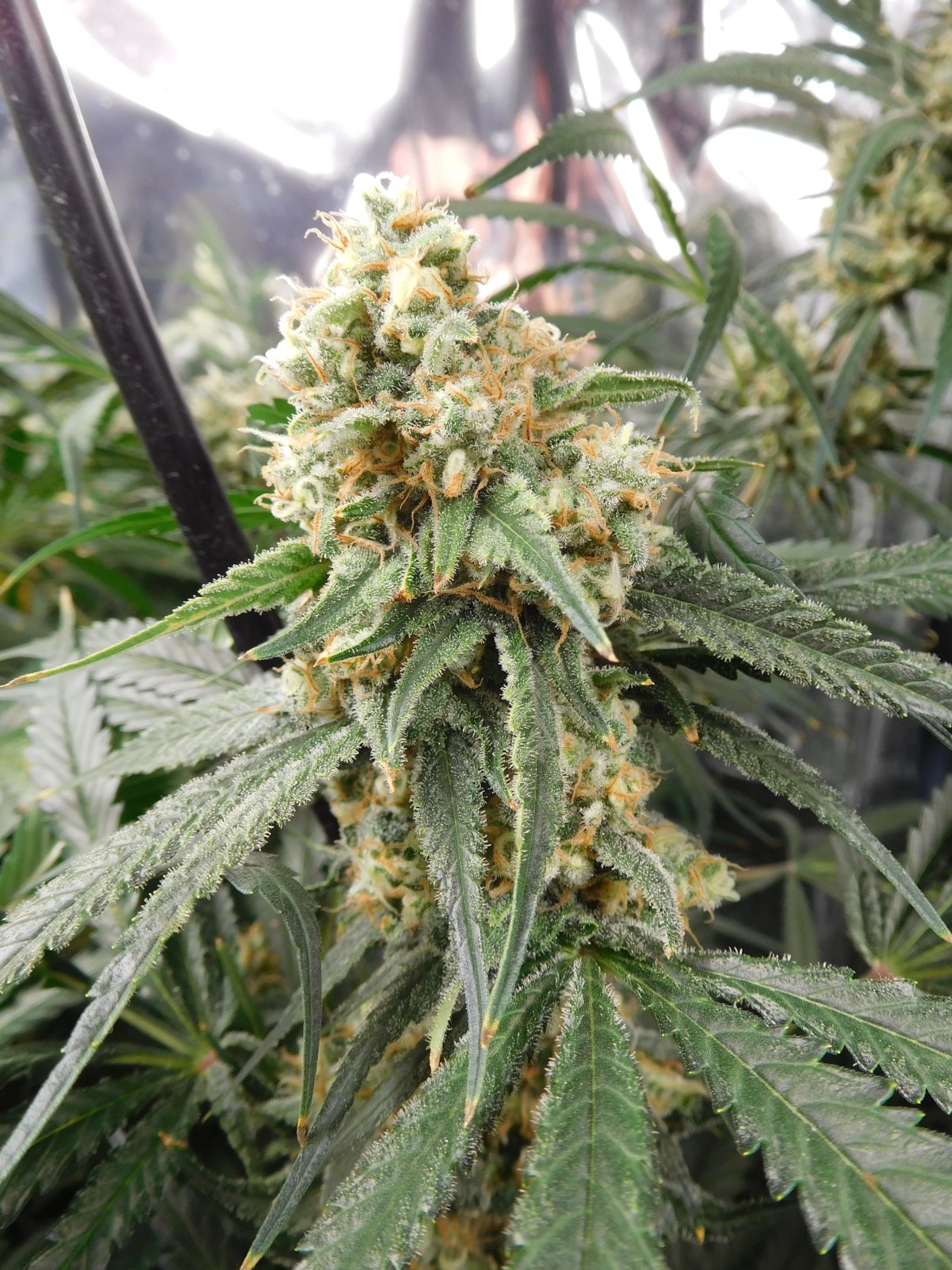 FDOG Day 50 Flower (8).JPG