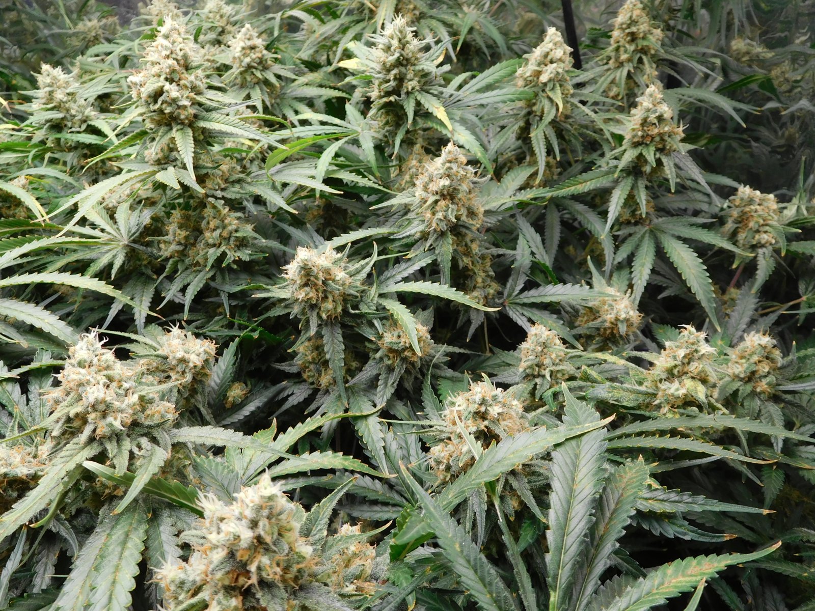 FDOG Day 53 Flower (3).JPG