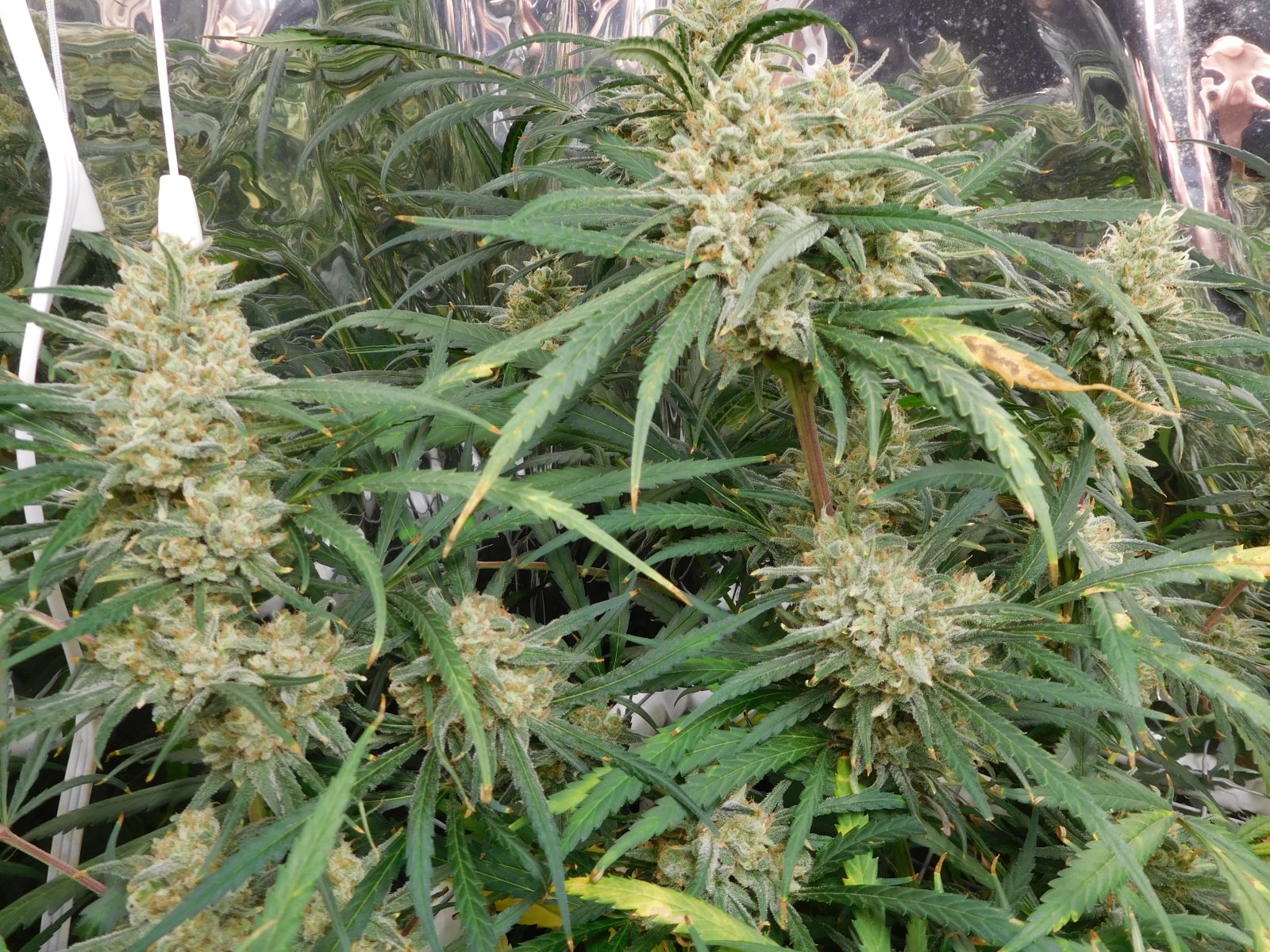 FDOG Day 55 Flower (4).JPG