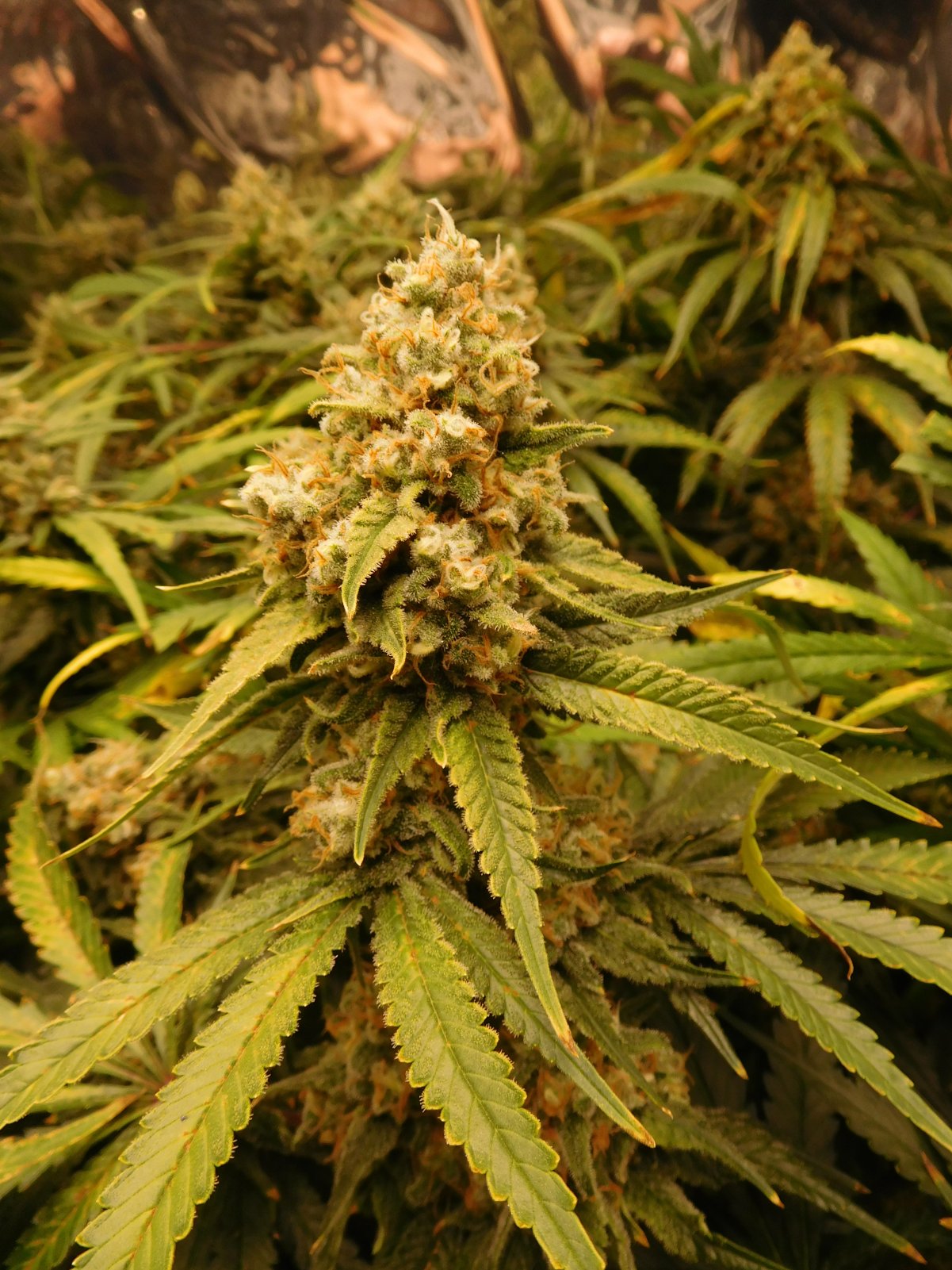 FDOG Day 56 Flower (6).JPG