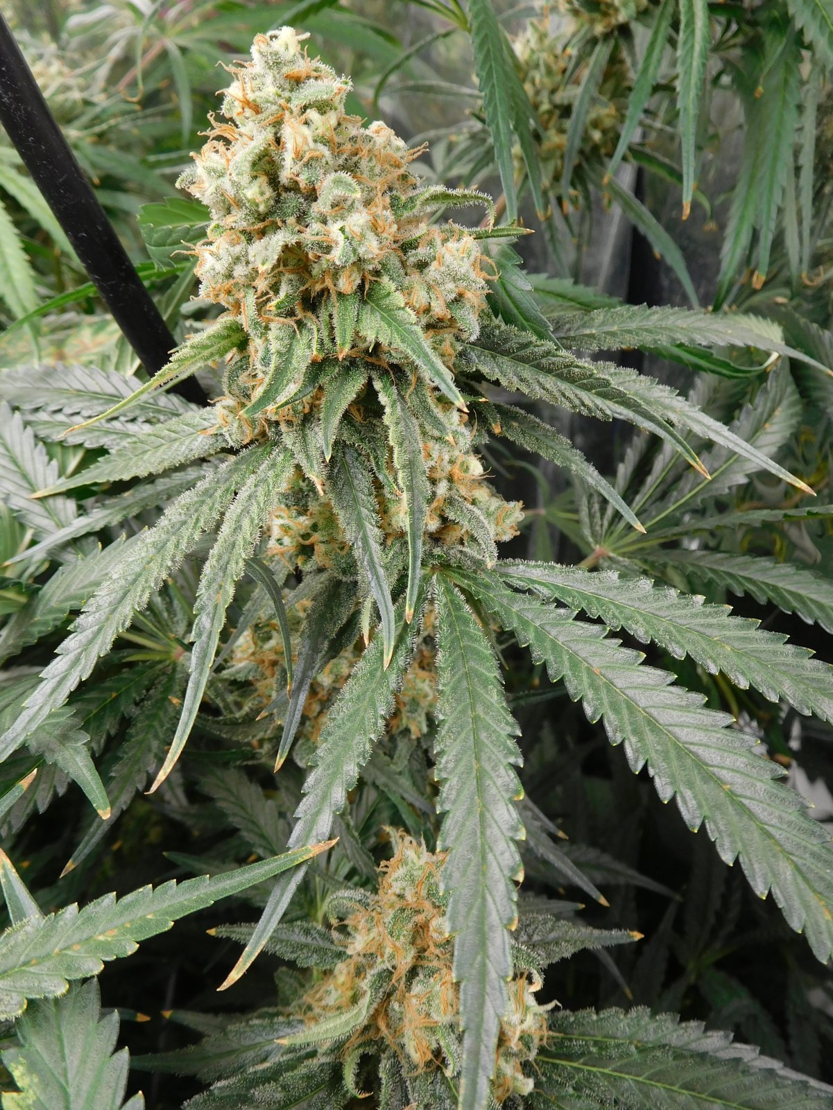 FDOG Day 57 Flower (7).JPG