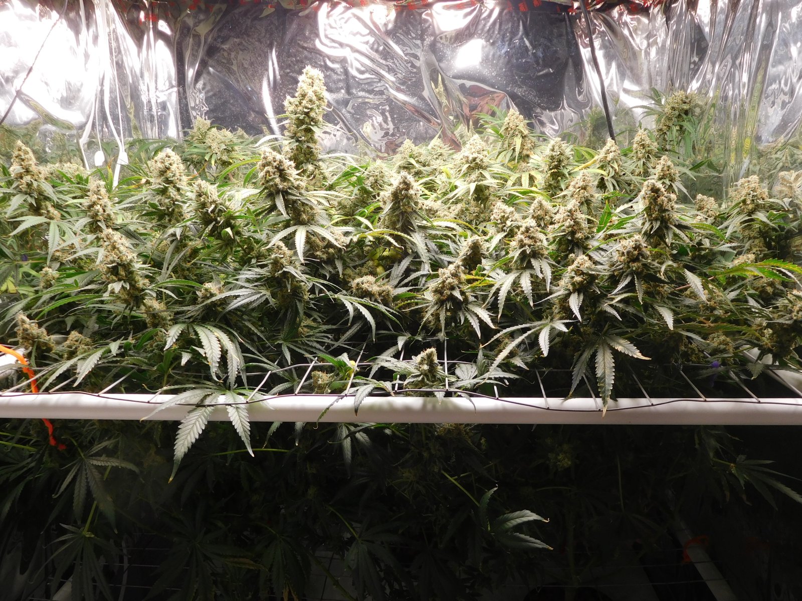 FDOG Day 62 Flower (1).JPG