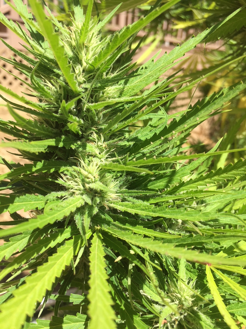 Female Seeds C99 Bud.jpg