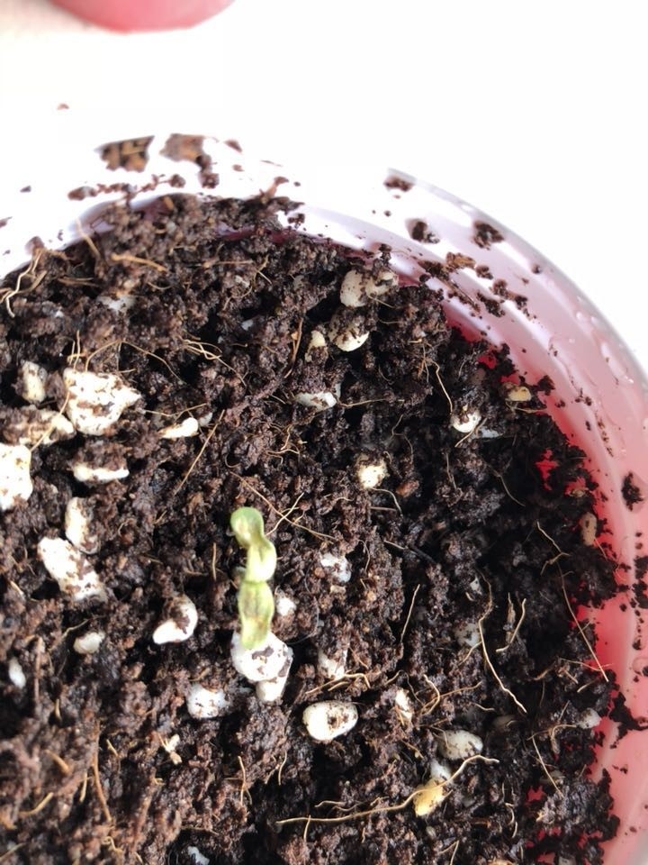 Whats wrong with my seedlings? | 420 Magazine
