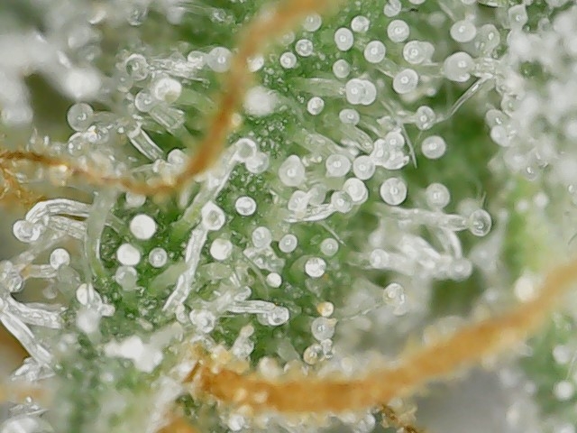 FF 10-17-23 F33 trichs (1).jpg