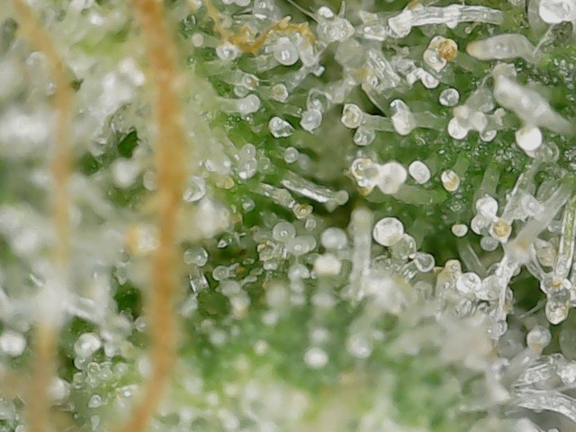 FF 10-17-23 F33 trichs (3).jpg