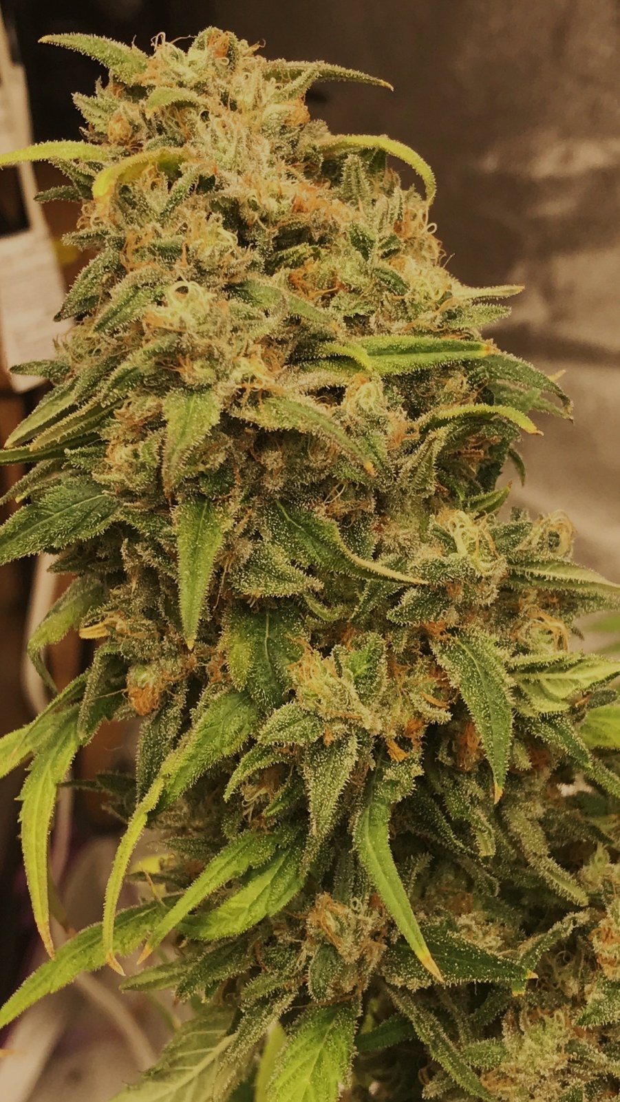 FF 10-18-23 F79 bud.JPG