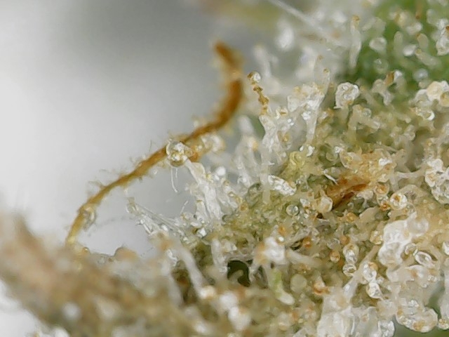 FF 10-23-23 F84 trichs (3).jpg