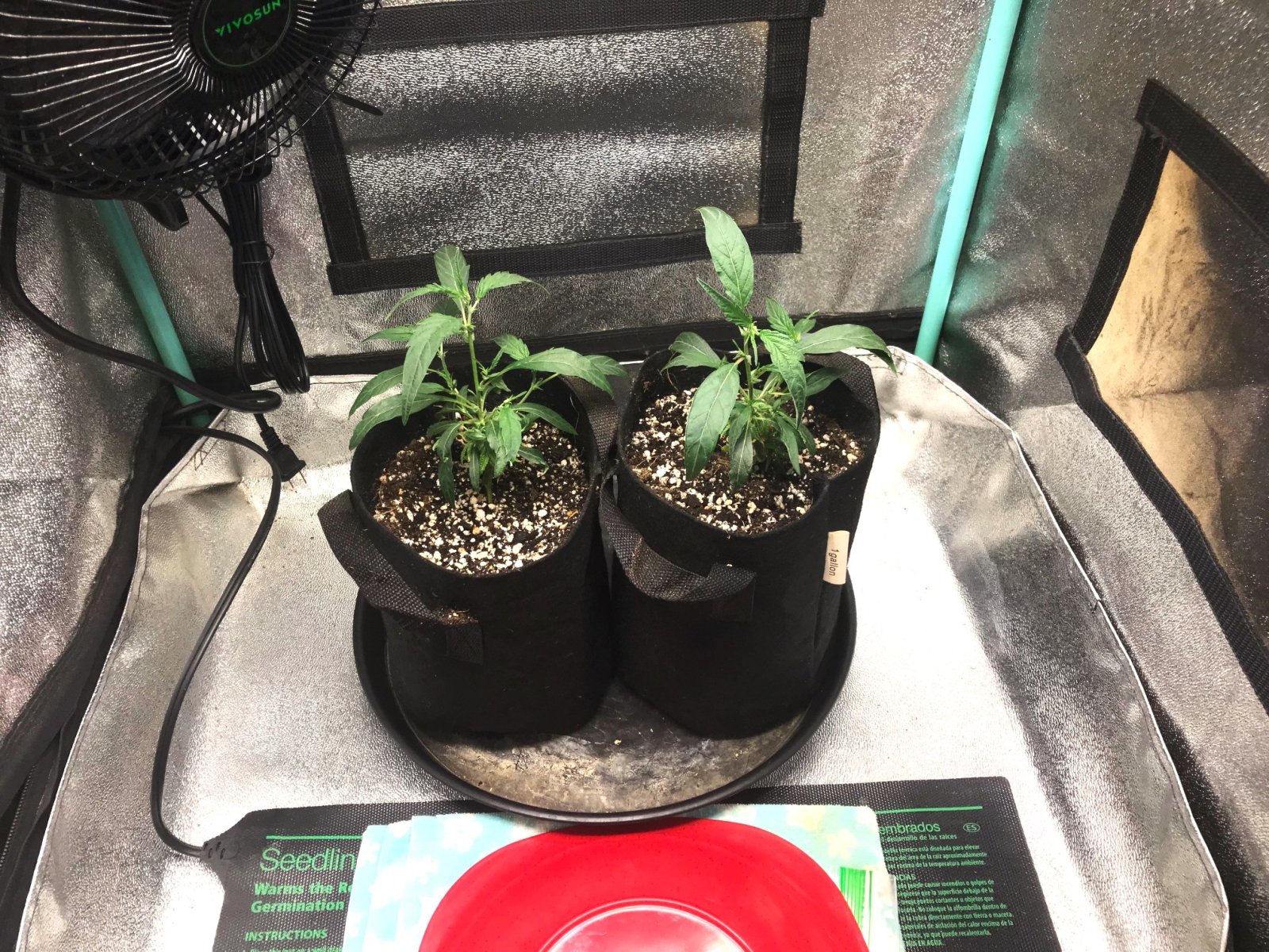 FF clones 10-23-23 up-pot.jpg