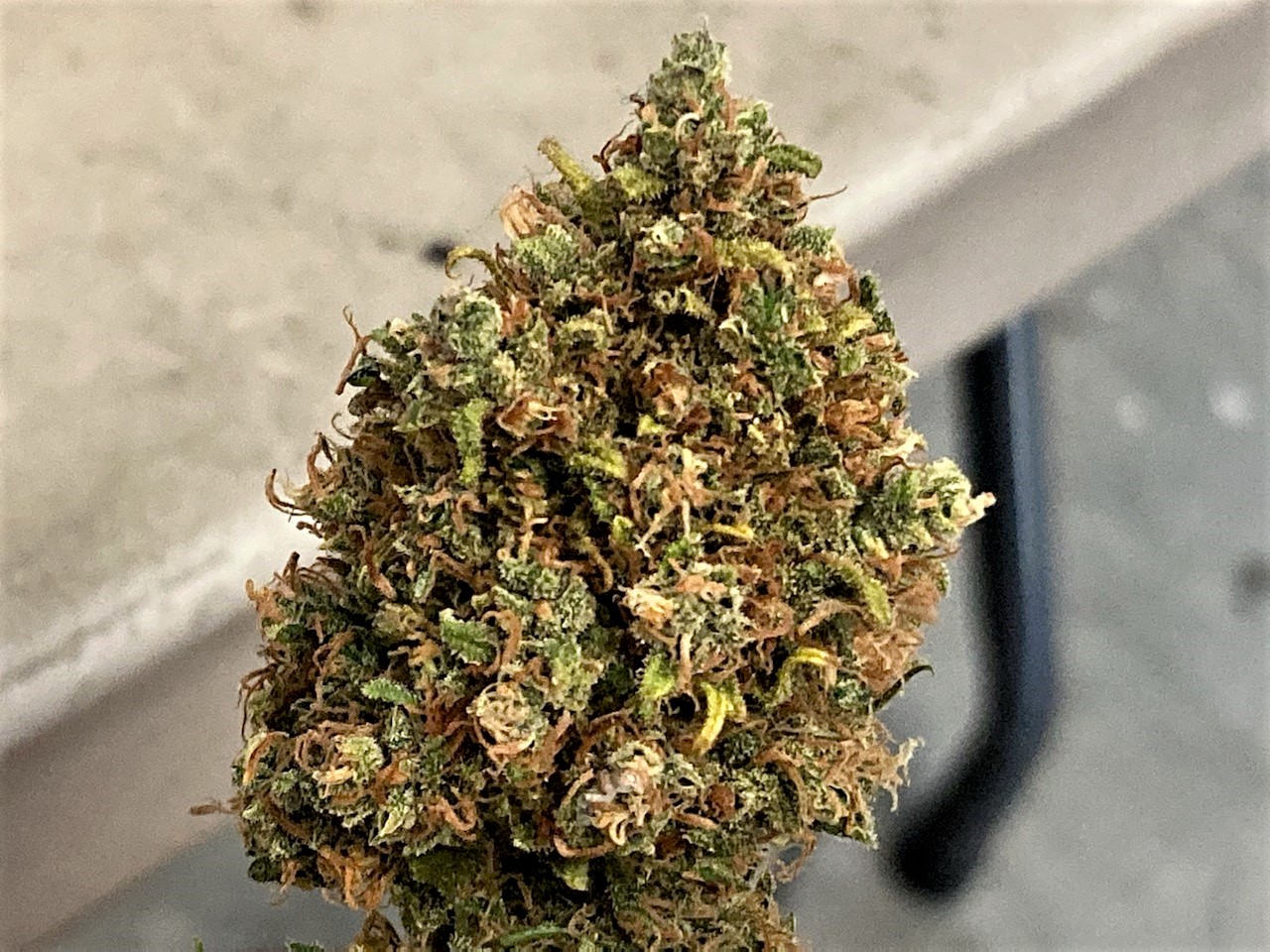 Finish trimmed Gelato bud.jpg