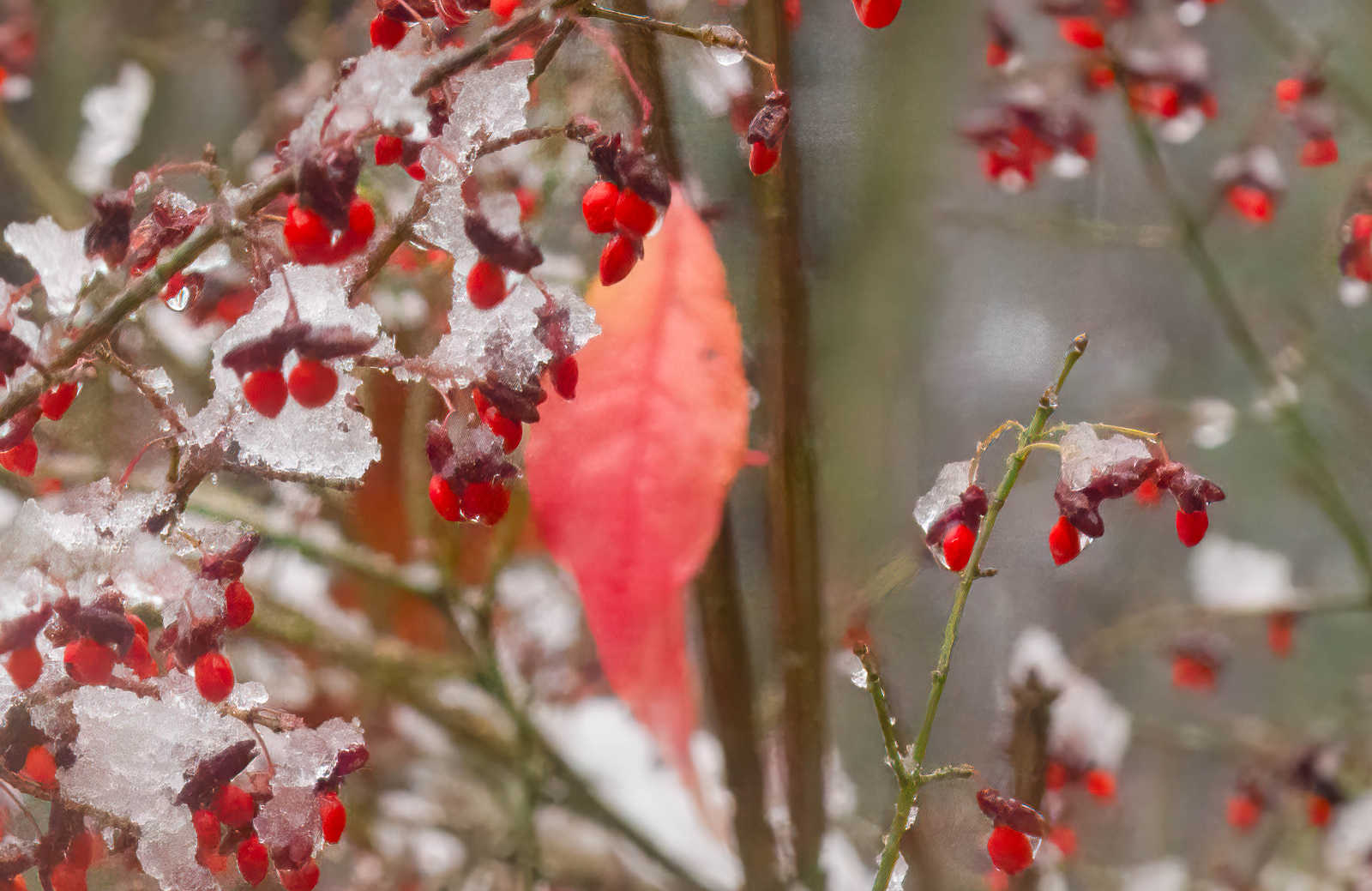 First snowfall 2024-2025 season-1.jpg