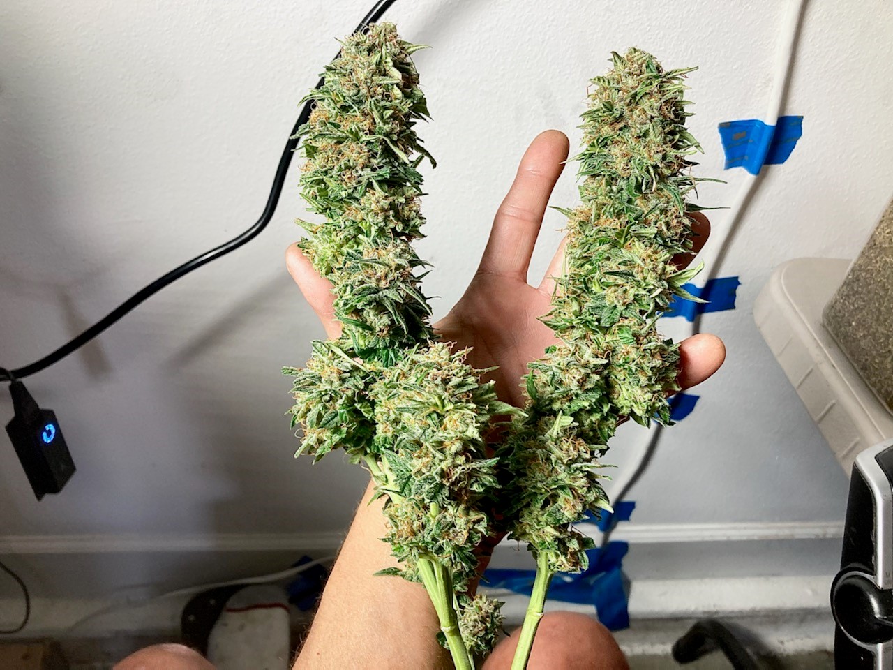 First trimmed to dry bud of DSD #3.jpg