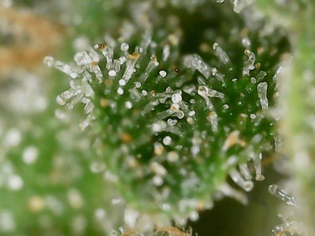 FKC cl 9-28-24 F79  trichs (2).jpg