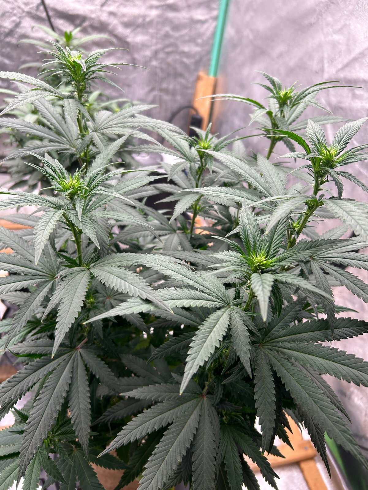 FKC clone 7-21-24 F10 preflower.JPG