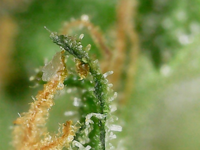 FKC1 8-3-24  F72 trichs (2).jpg