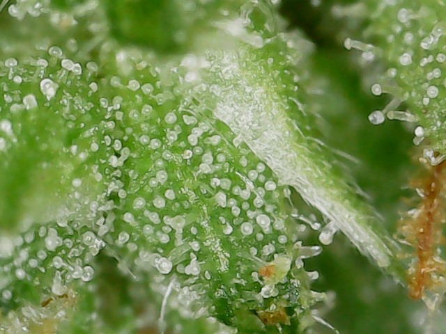 FKC1 8-3-24  F72 trichs (4).jpg