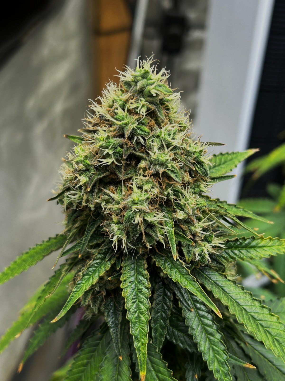 FKC2 7-26-24 F64 bud.JPG