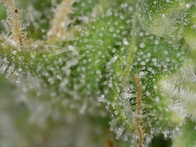 FKC2 7-26-24 F64 trichs (2).jpg