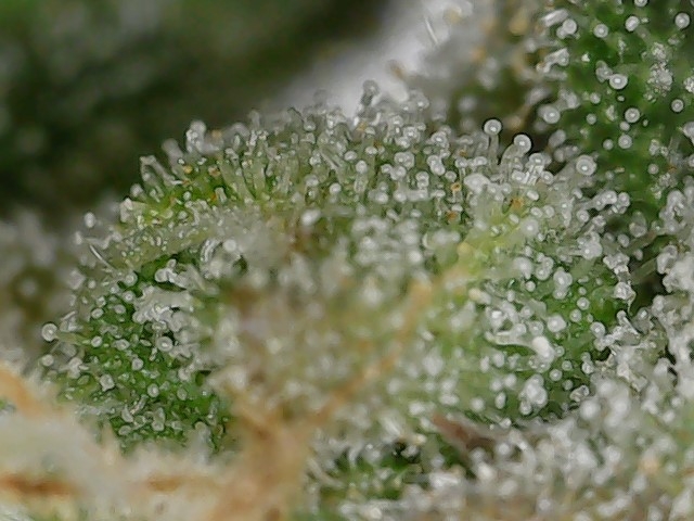 FKC2 7-26-24 F64 trichs (3).jpg