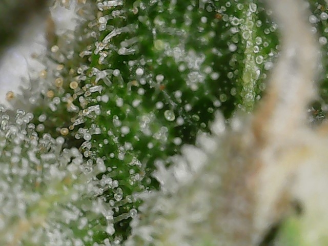 FKC2 7-26-24 F64 trichs (4).jpg