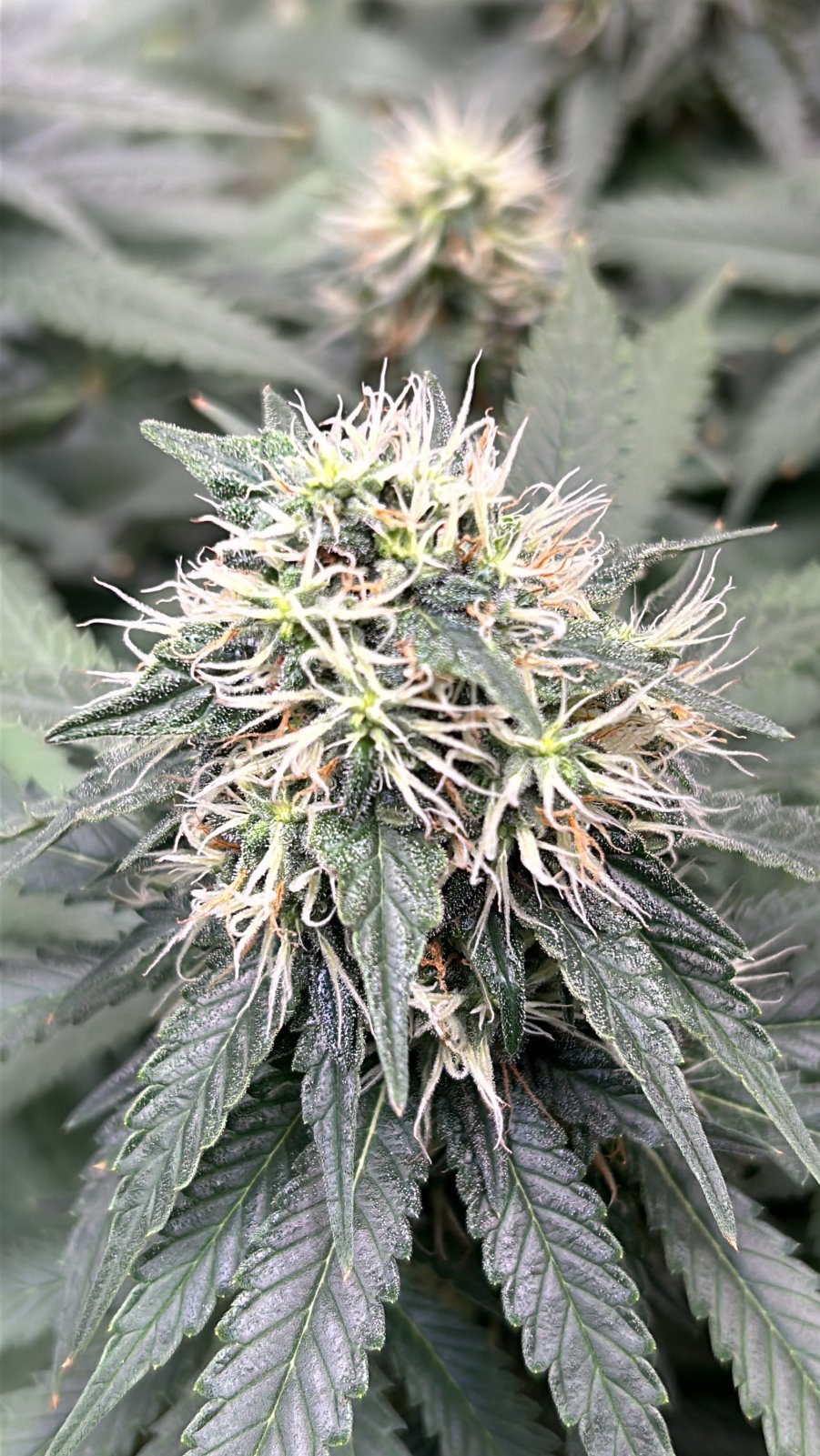 FKC2 7-8-24 F46 bud.JPG