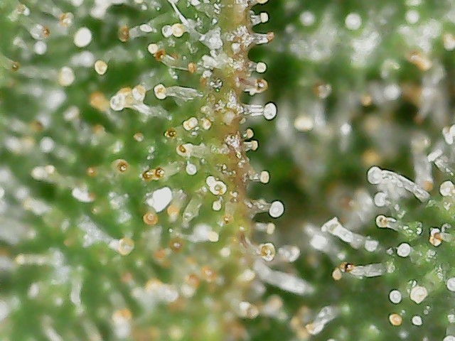 FKC2 8-3-24 F72 trichs (3).jpg