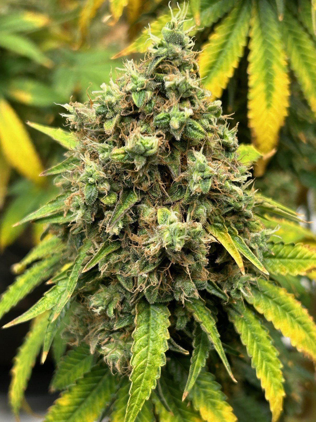 FKC2 8-8-24 F77 bud.JPG