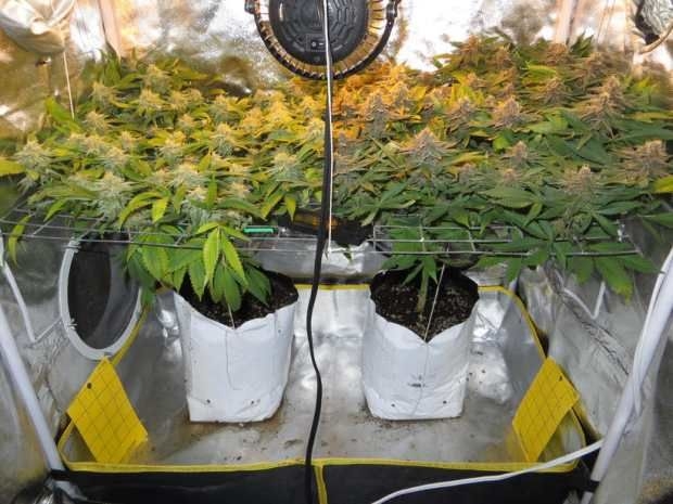 fmethode-scrog_blog_full.jpg