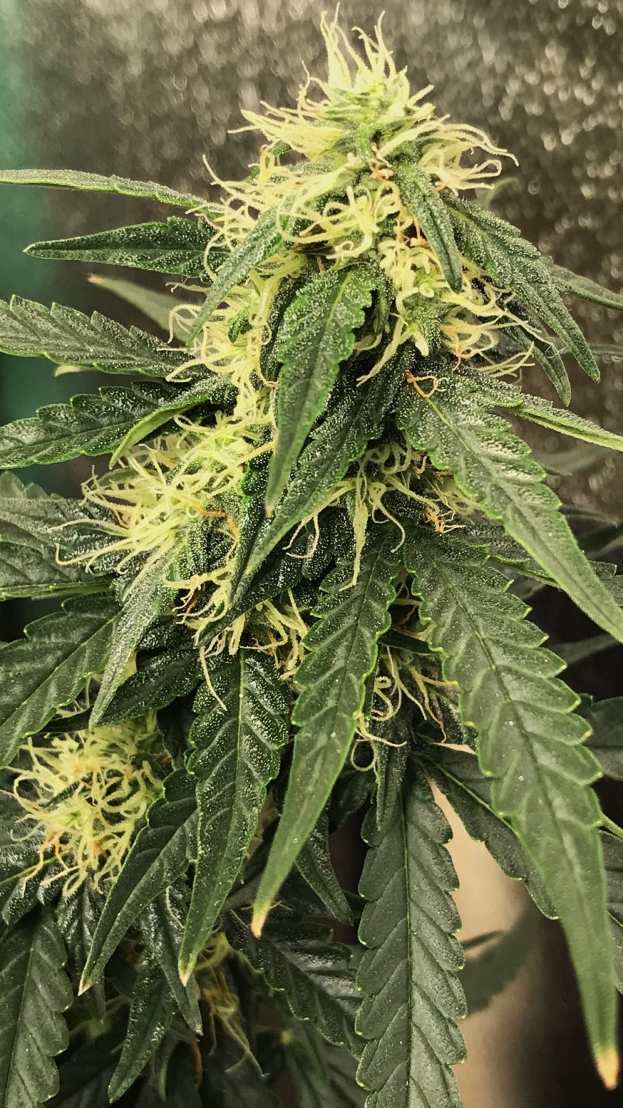 FPa pistils 10-21-22 D61.JPG