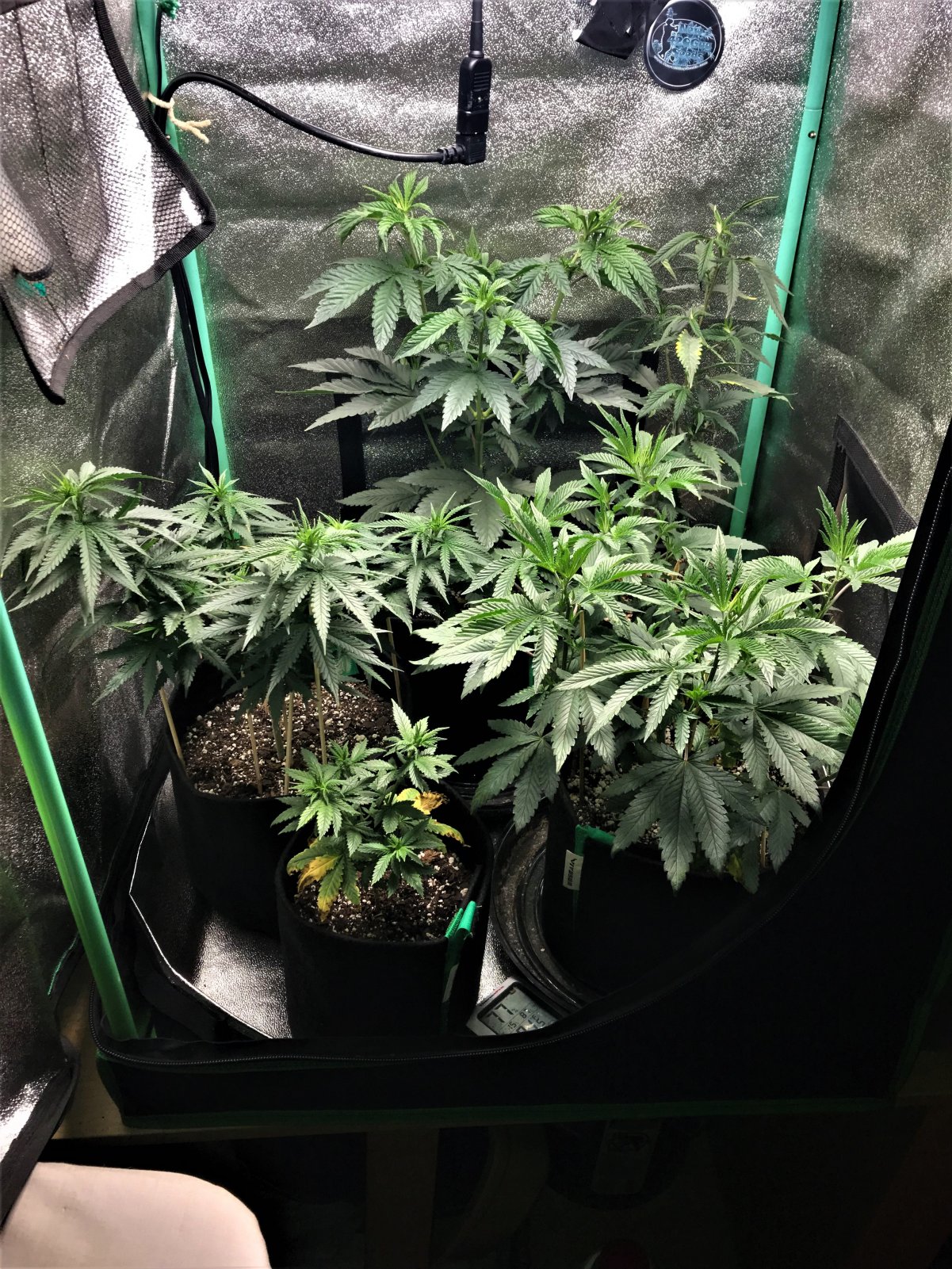 Freebie + 1 Grow 10-23-21 Day47.jpg