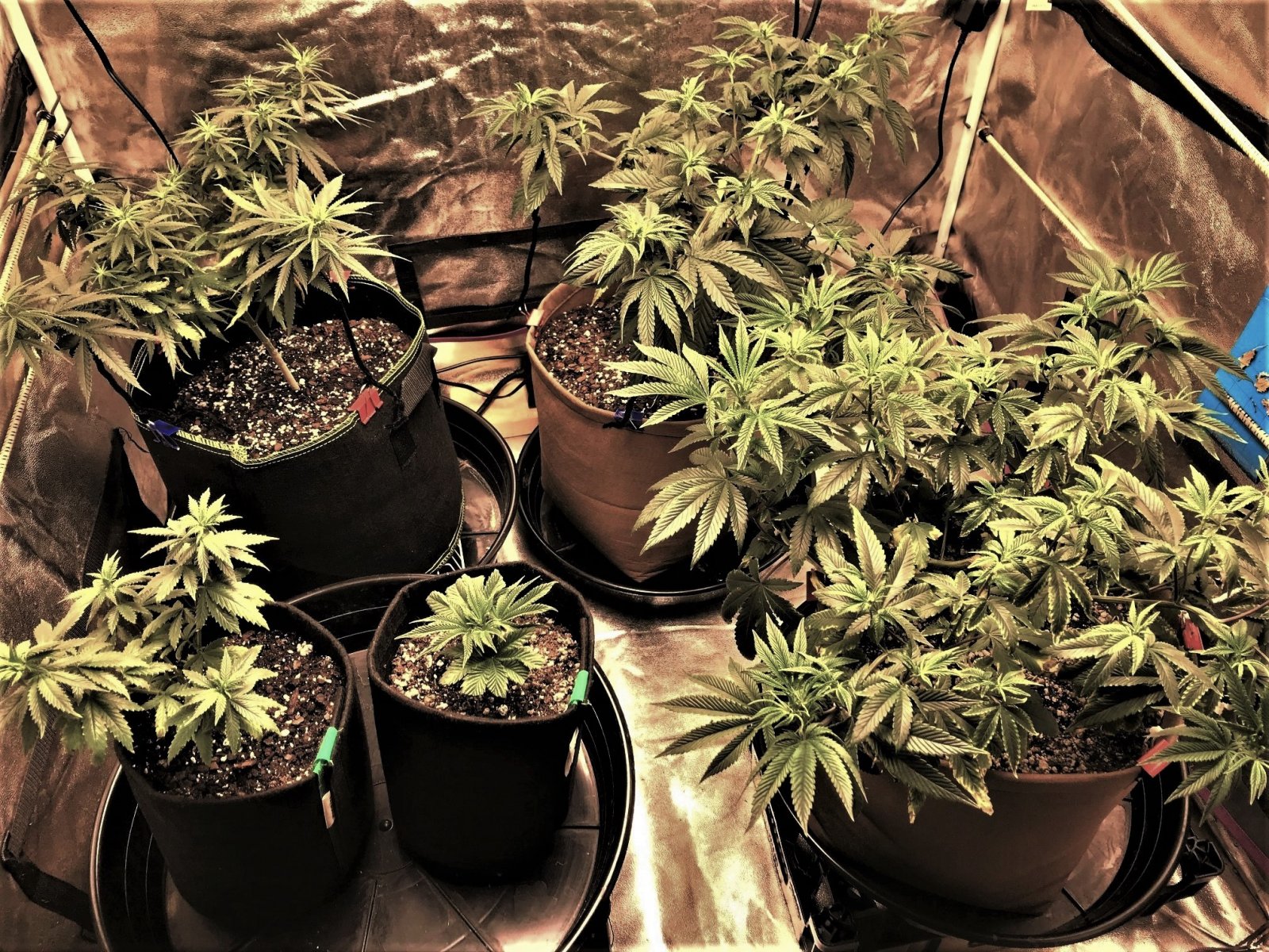 Freebie + 1 Grow 11-4-21 D57.jpg