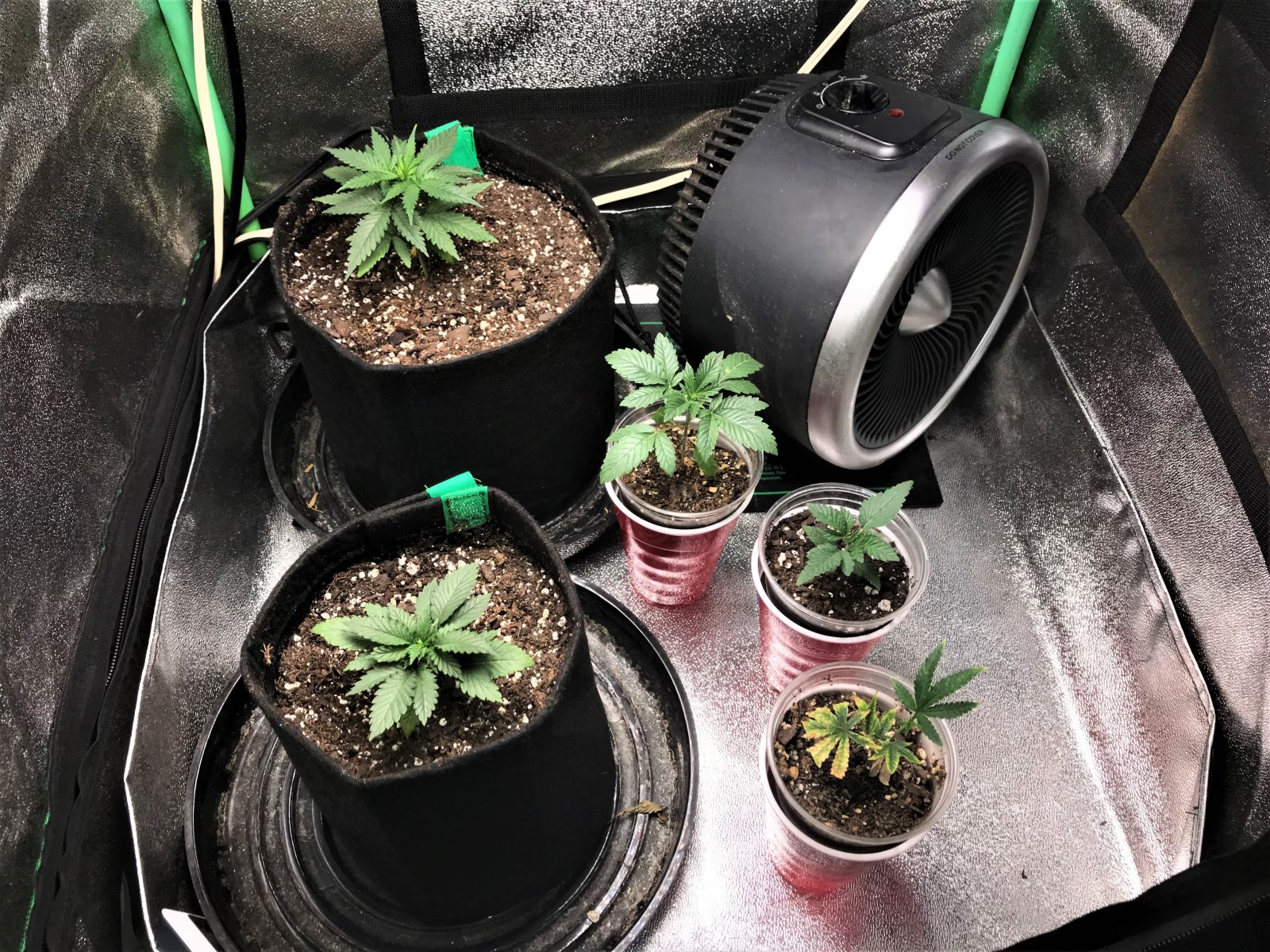 Freebie + 1 Grow Day11.jpg