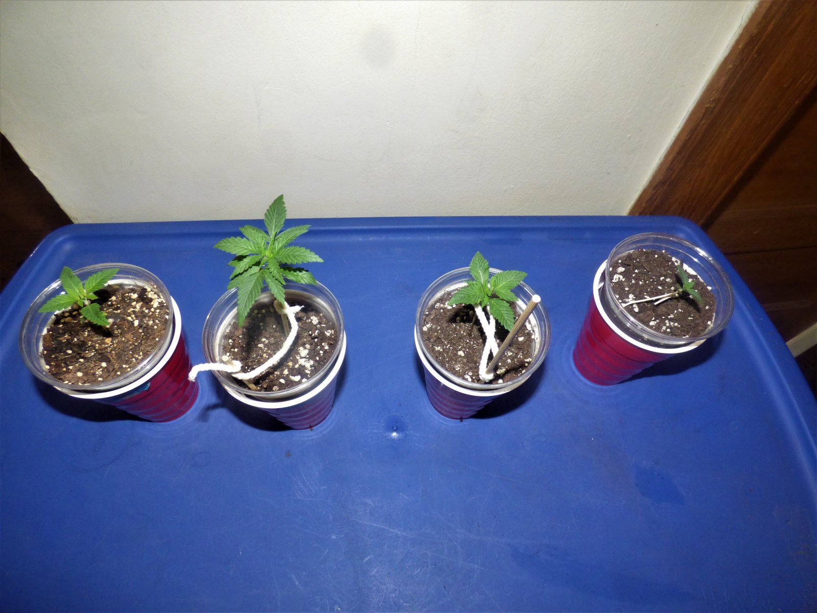 Freebies + 1 grow 9-11-21 Day5.JPG