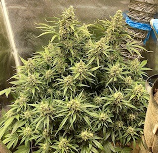 Front side defoliation all plant.jpg