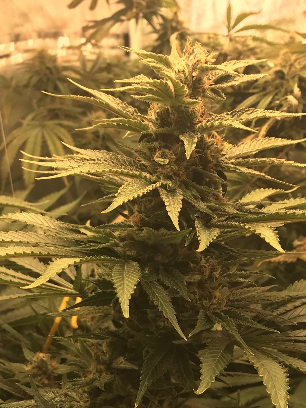 Fruity P day 55 cola.jpg