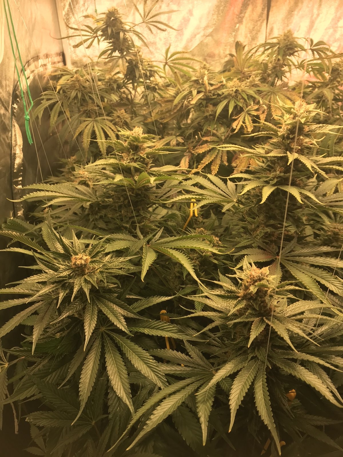 Fruity Pebbles Bush day 55.jpg