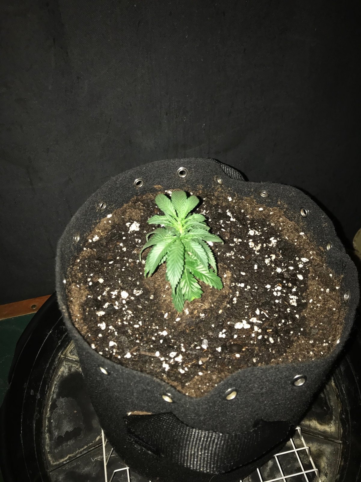 G Ape clone 4-1-22 up-pot D9.jpg