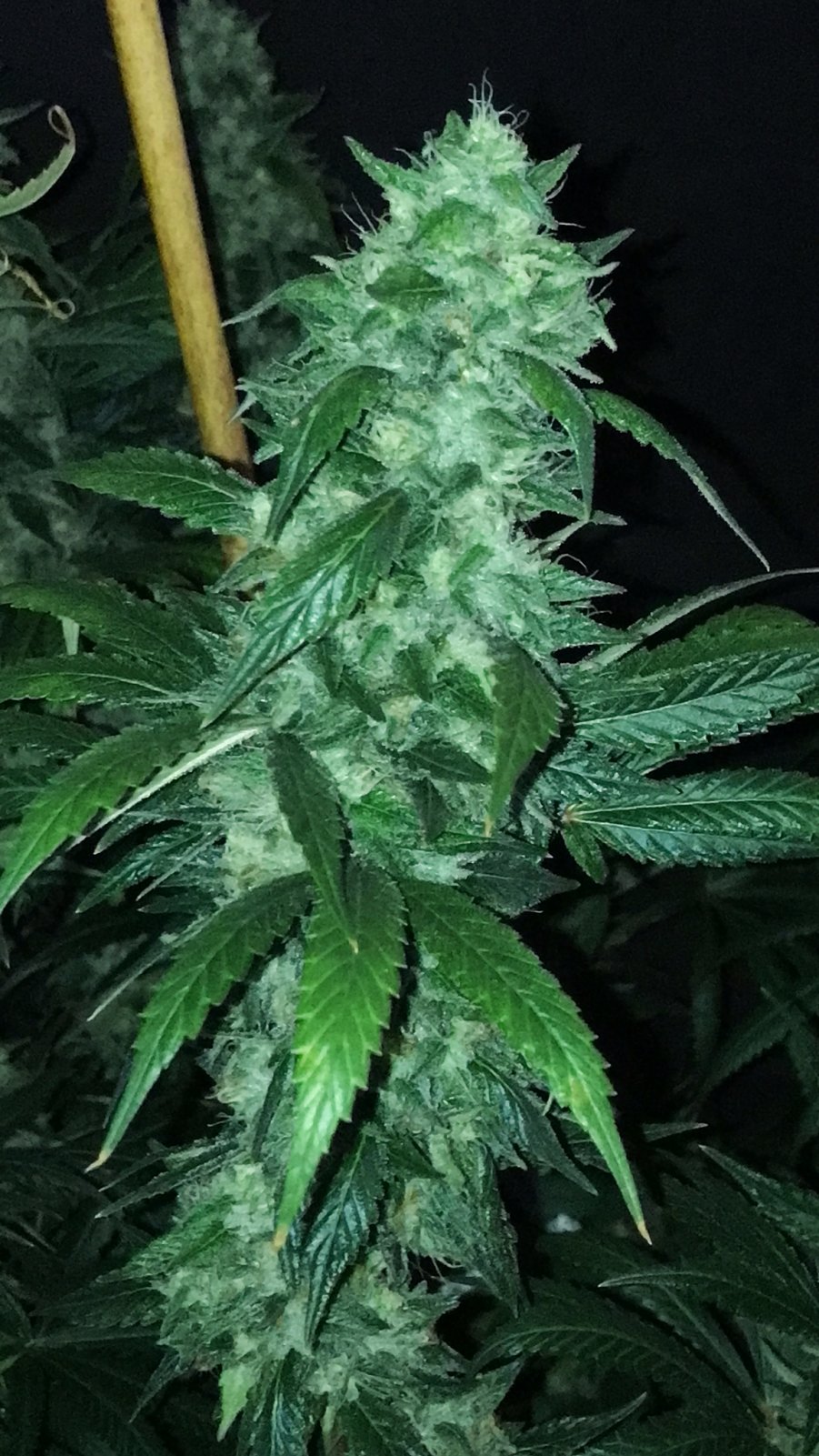 GA Bud 5-18-22 F53.JPG