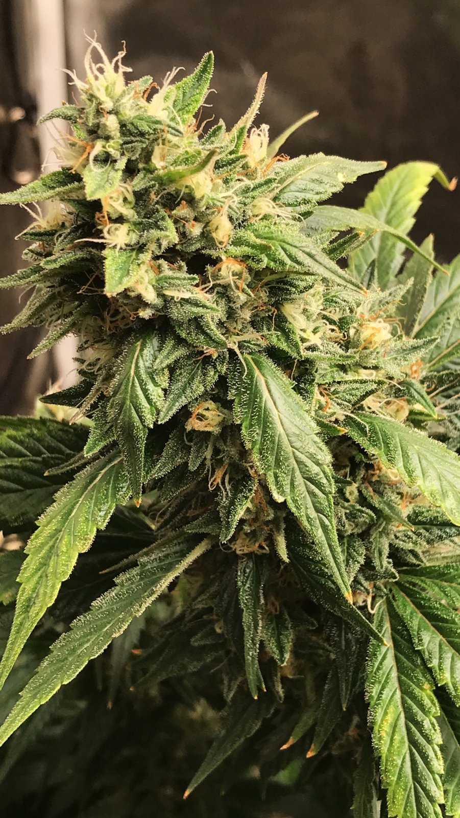 ga bud 5-21-22 f56.JPG