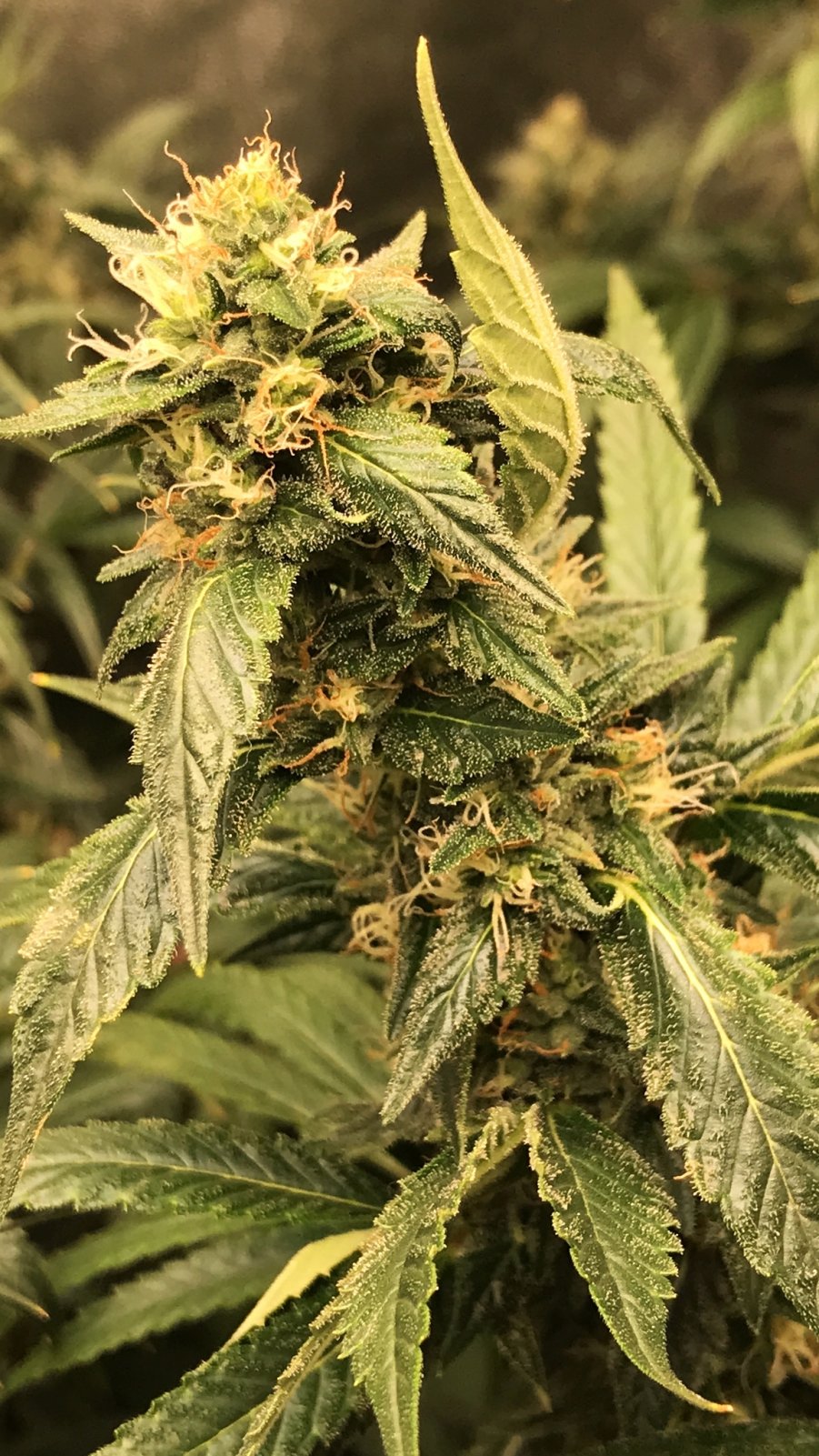 GA Bud 5-9-22 F44.JPG