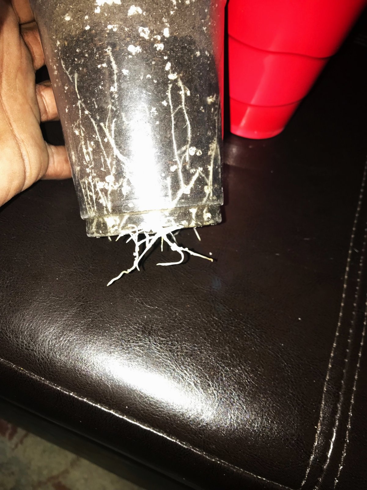 GA Clone roots 3-30-22 Day 7.jpg