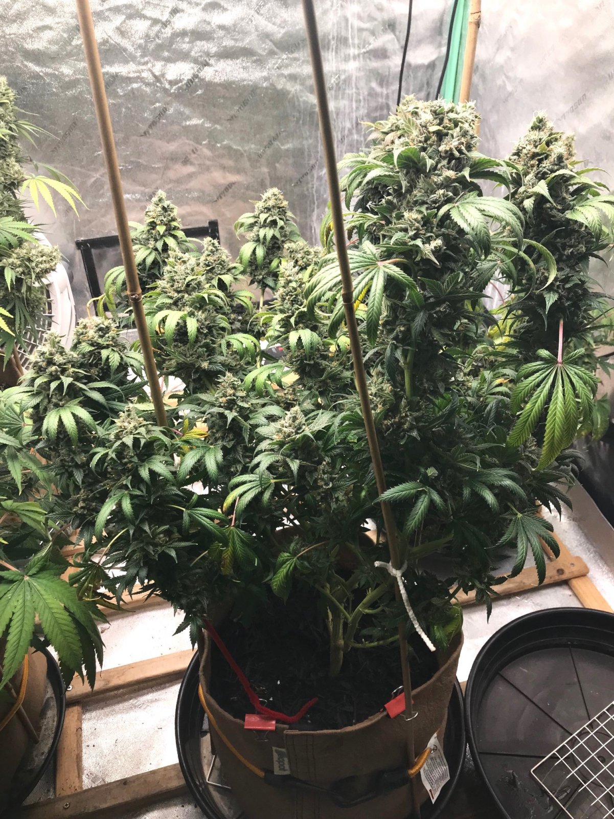 GApe clone 6-30-22 F62 not happy.jpg