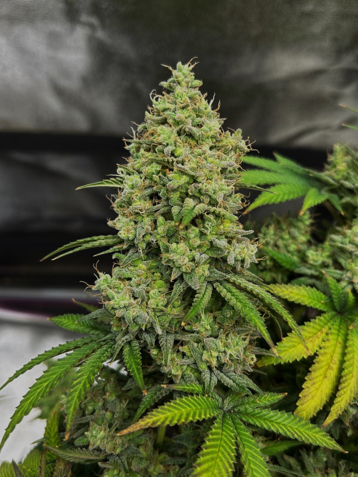 GB 7-30-24 F68 bud.JPG