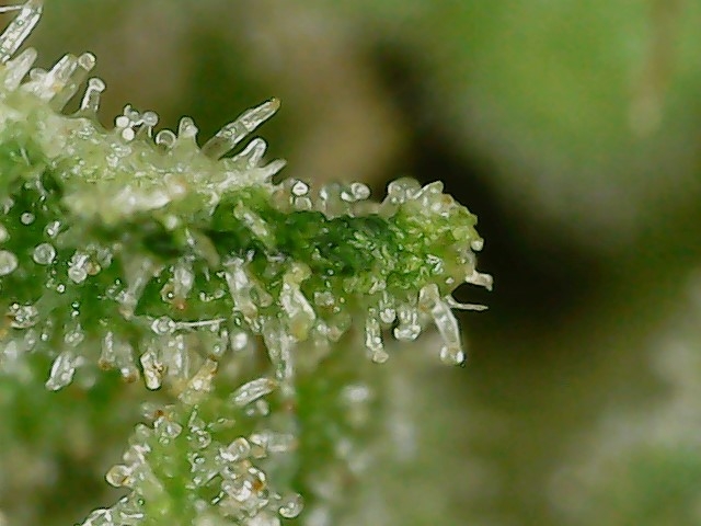 GB 8-3-24 F72 trichs (3).jpg